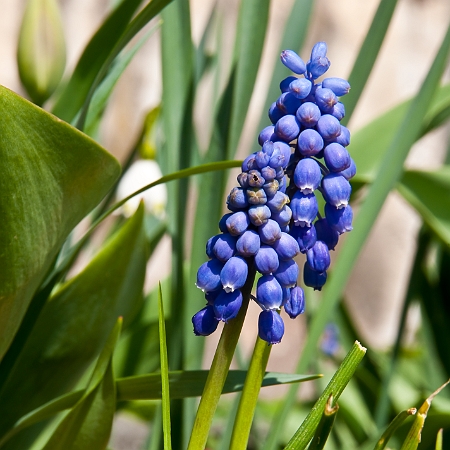 Muscari Armeniacum 1